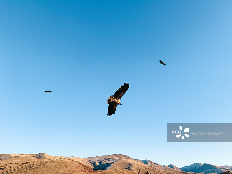 西藏秃鹫图片素材