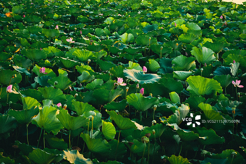 荷叶与莲叶构成的池塘景观图片素材