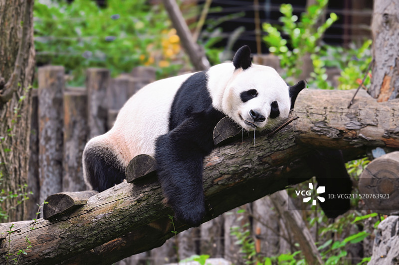 济南野生动物世界图片素材