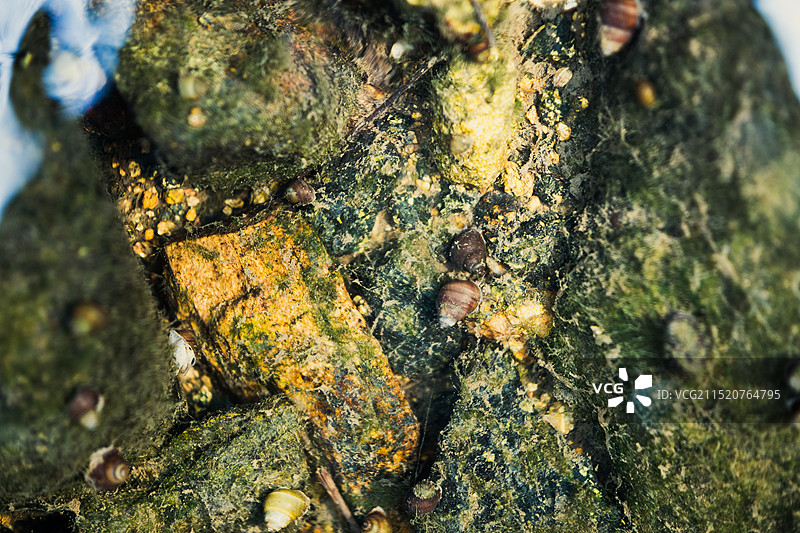 水中螺蛳图片素材