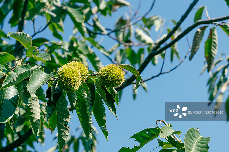 栗子树图片素材