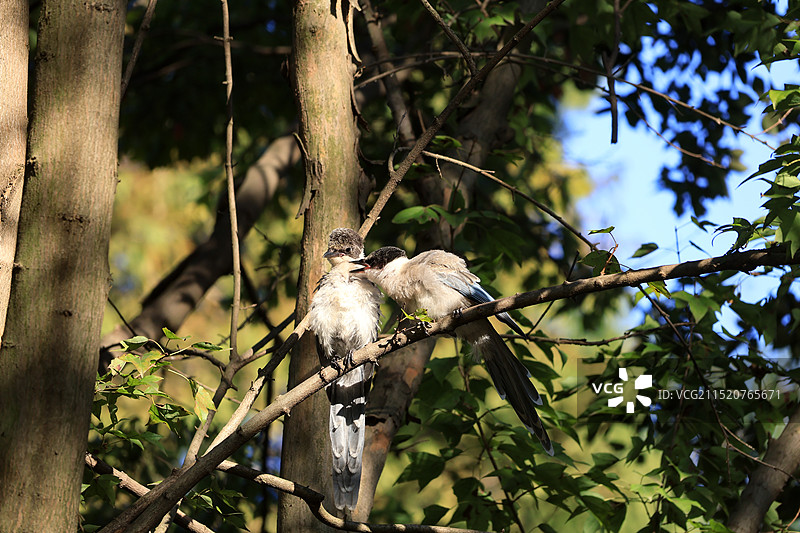 两只依偎在树上的鸟儿 蓝鹊图片素材