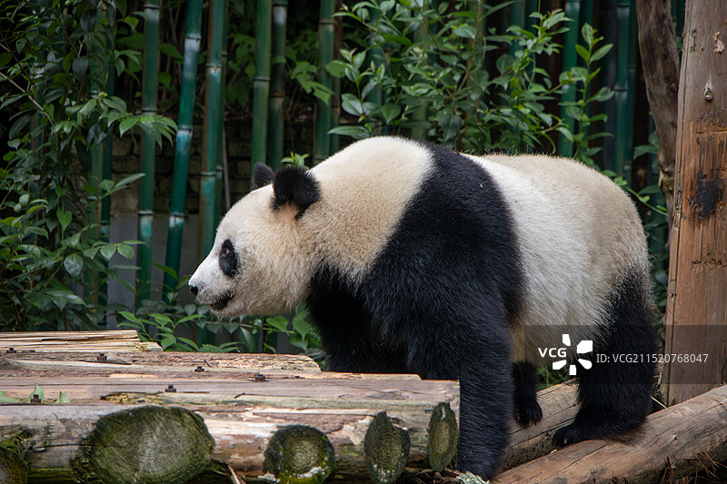 正在爬行的大熊猫特写镜头 南京红山森林动物园图片素材