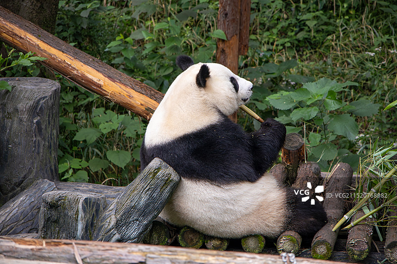 侧坐吃竹笋的可爱大熊猫 南京红山森林动物园图片素材