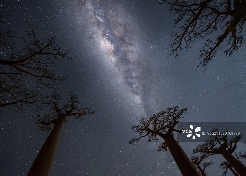 星河灿烂 — 摄于猴面包树下图片素材