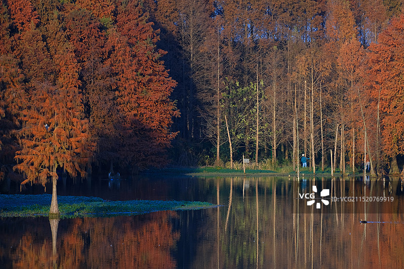 上海青西郊野公园水杉森林图片素材