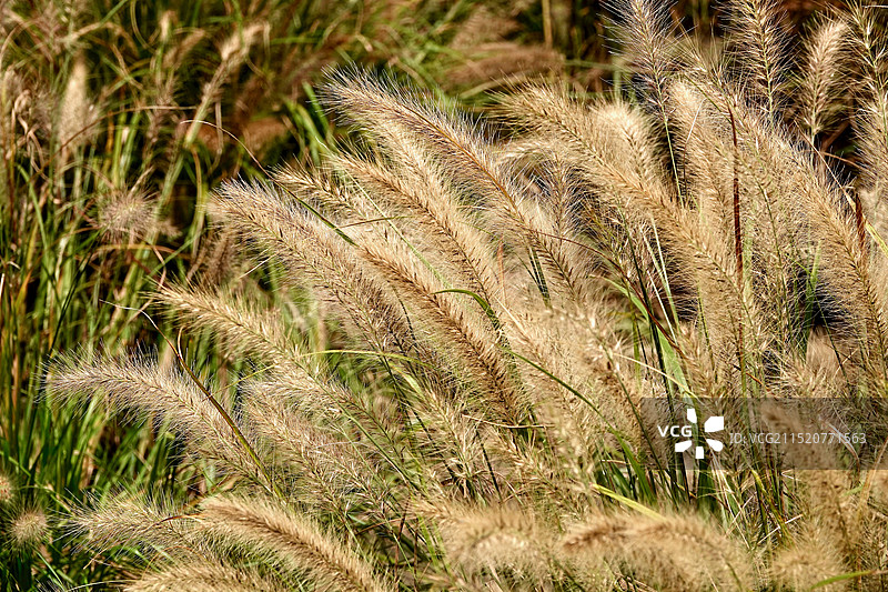 秋日金色芦苇图片素材