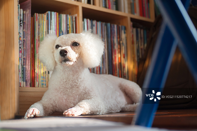 宠物狗比熊图片素材