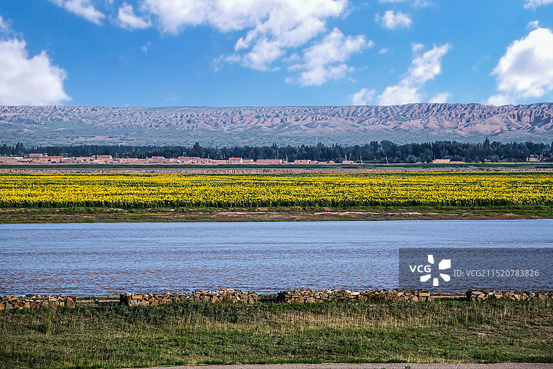宁夏磴口黄河大桥湿地图片素材
