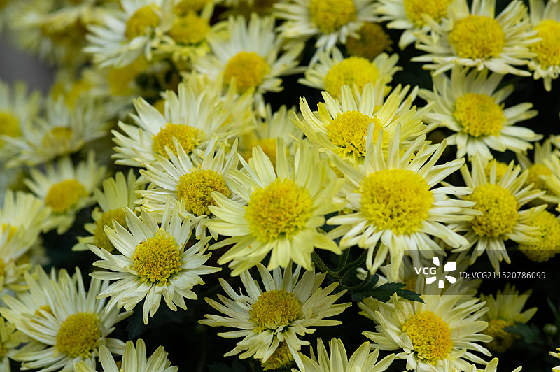 中国四川成都人民公园菊花展，秋天寒露时节，盛开的菊花特写图片素材