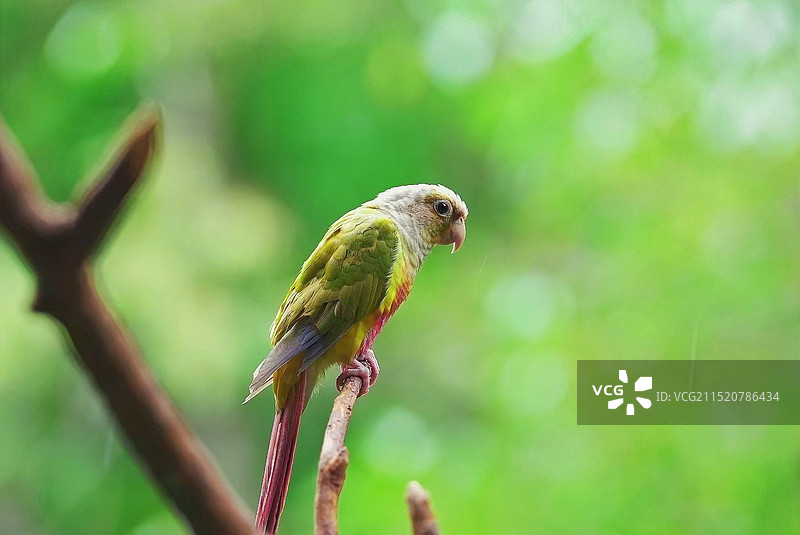 野生动物图片素材