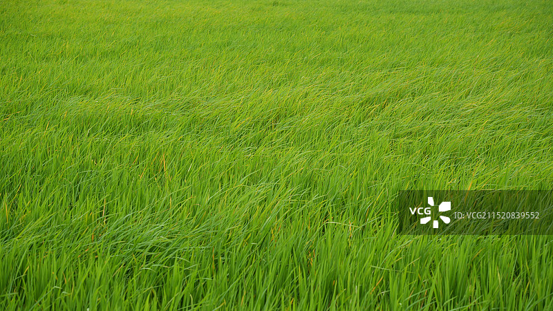 在秋风中摇曳的绿色稻田背景图片素材