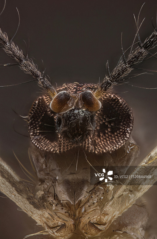 蚊子头图片素材