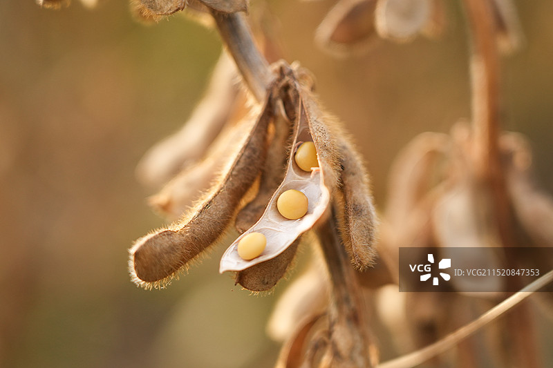 种植的农作物黄豆大豆丰收成熟图片素材