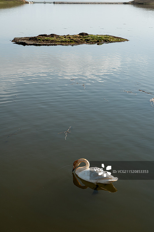 中国新疆巴音郭楞州巴音布鲁克景点天鹅家园图片素材