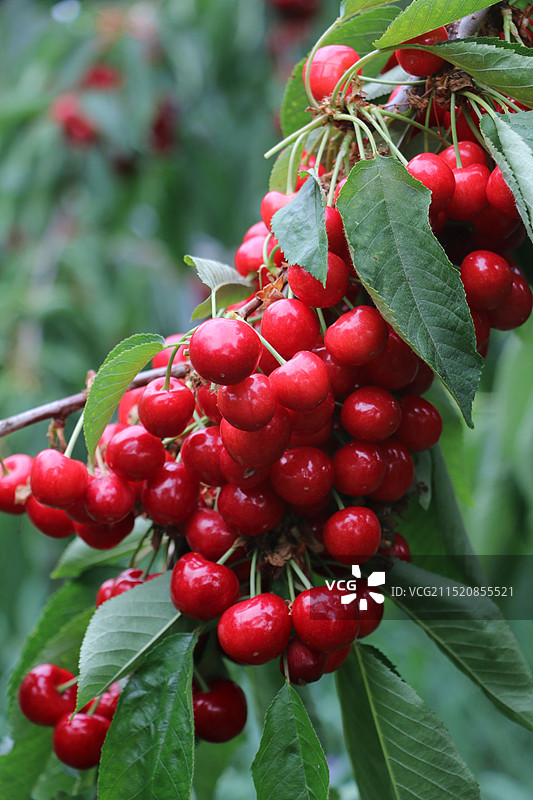 美味樱桃图片素材