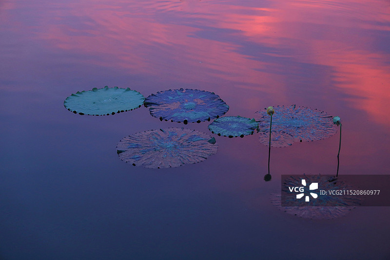 一池绚丽#阳陂湖：晚霞投映在荷花池中图片素材