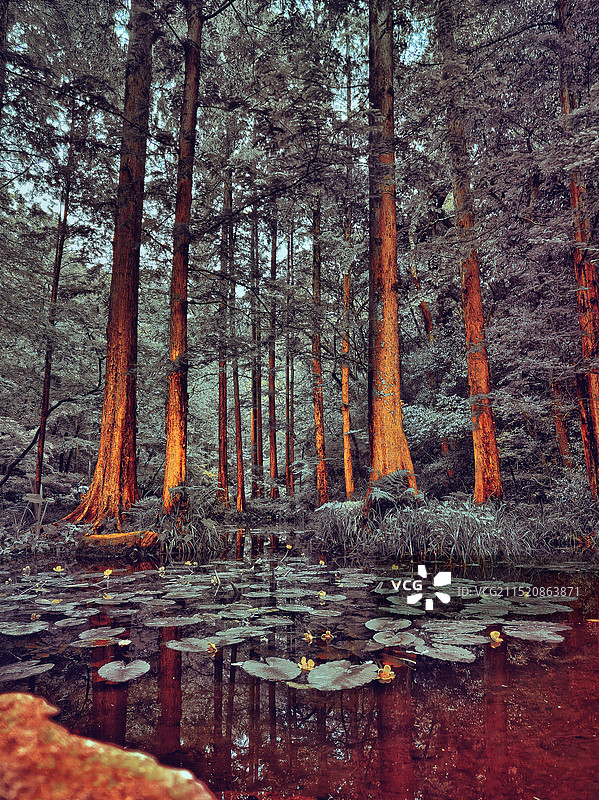 密林深处的风景图片素材