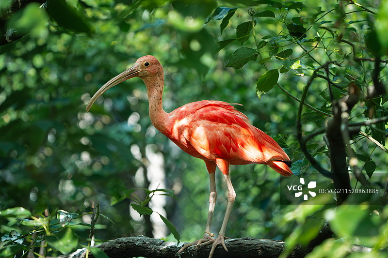 美洲红鹮图片素材