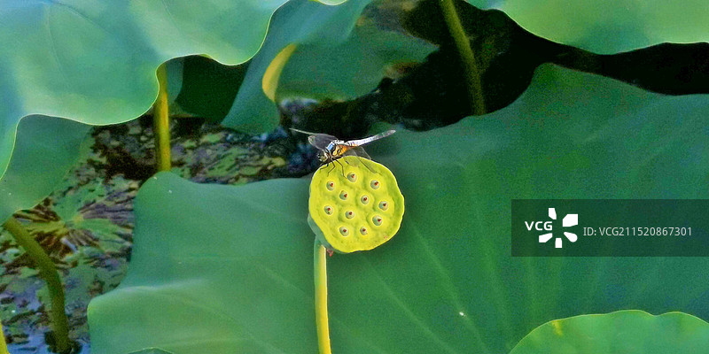 蜻蜓恋荷图片素材