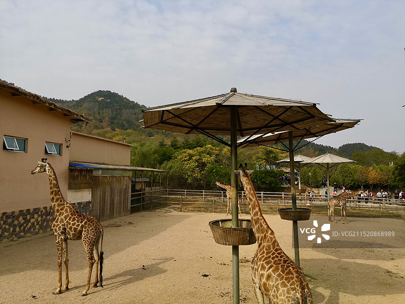 青岛森林野生动物世界图片素材