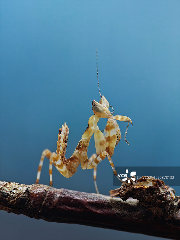蓝天下的昆虫特写镜头图片素材