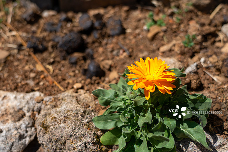 牛粪与鲜花图片素材