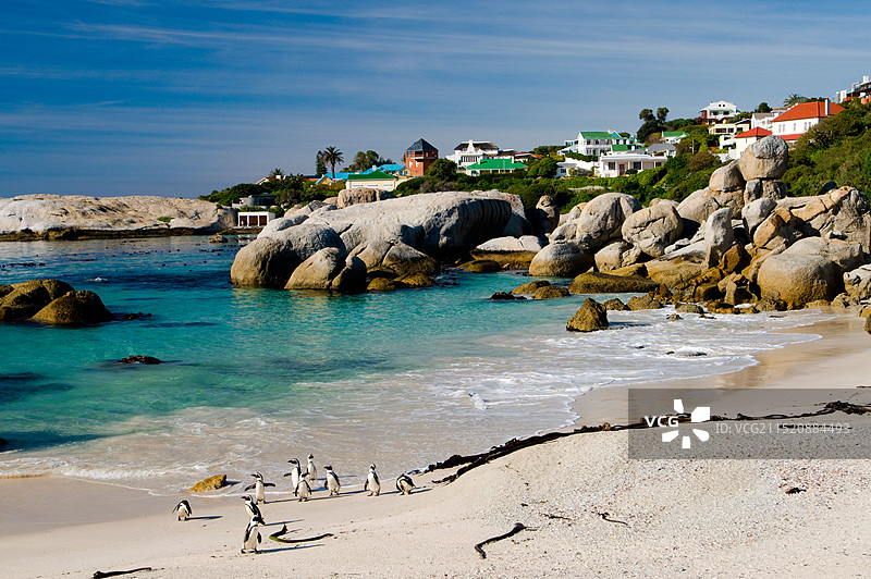 南非西开普省西蒙镇巨石海滩的非洲企鹅图片素材