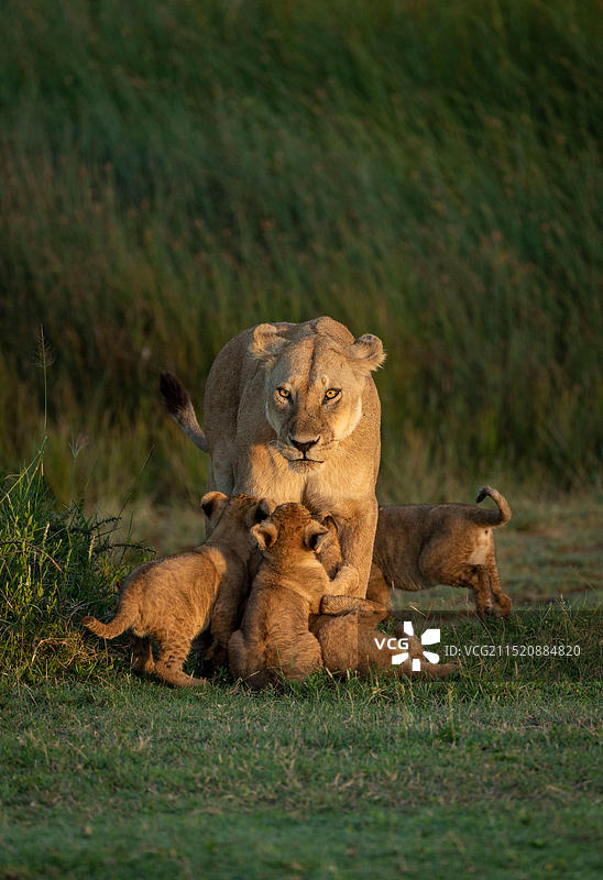 坦桑尼亚恩戈罗恩戈罗恩杜图平原上站在绿草地上，看起来饥饿的雌狮和四只幼狮图片素材