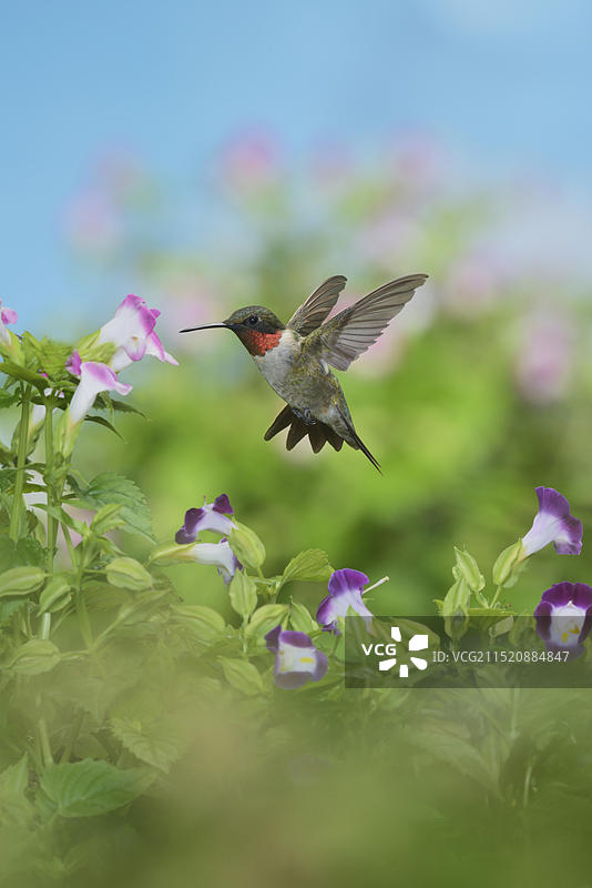 雄性红喉蜂鸟飞行中在花上觅食，德克萨斯州图片素材