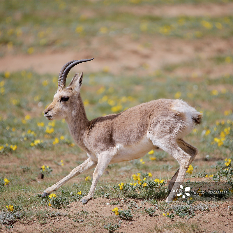 藏羚羊图片素材
