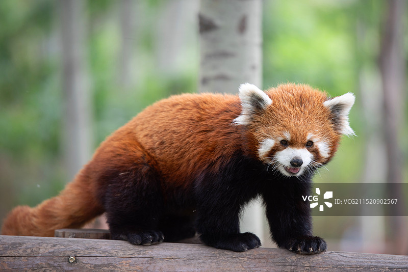 小熊猫图片素材