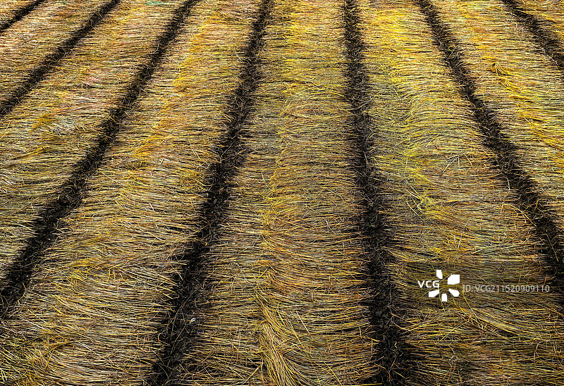 农田全帧拍摄图片素材