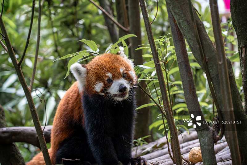 小熊猫特写图片素材