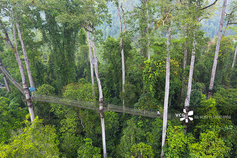 西双版纳望天树图片素材