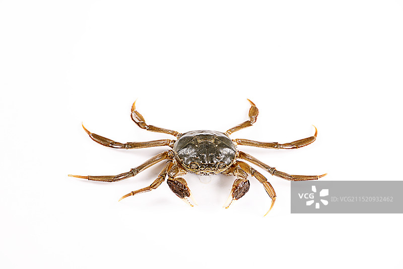 大闸蟹螃蟹图片素材