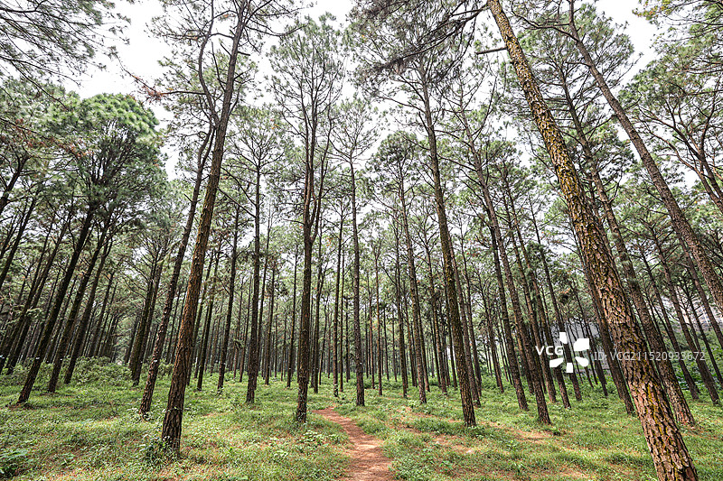 松树林图片素材