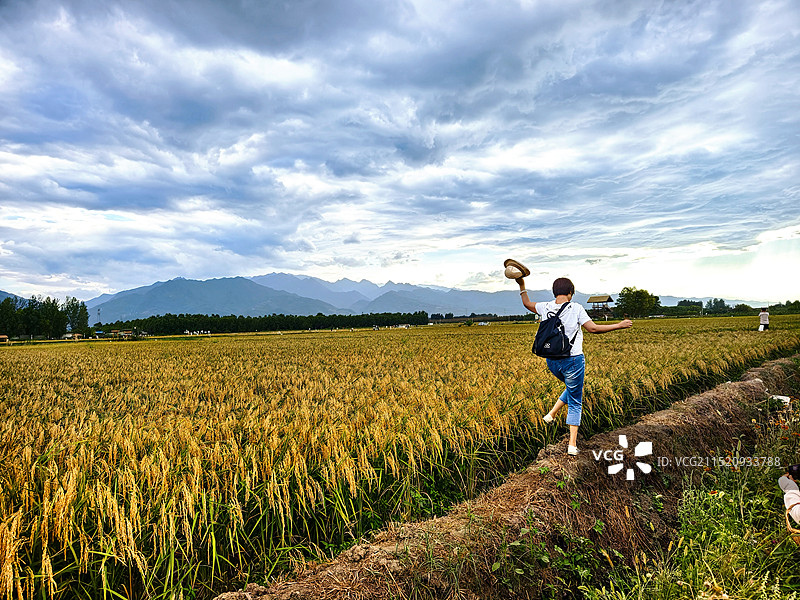 雀跃在乡间田垄上图片素材