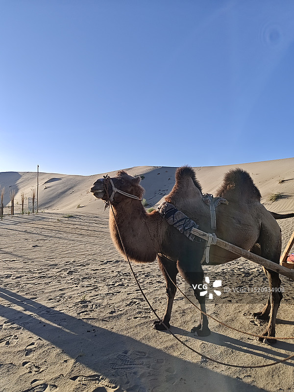 喀什新疆塔克拉玛干N39°沙漠旅游景区图片素材