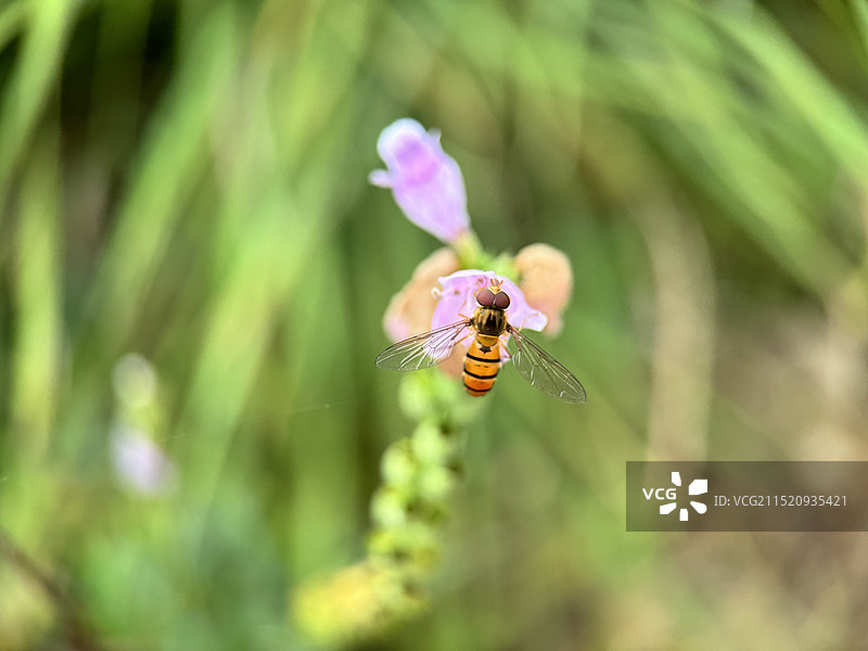 小蜜蜂图片素材