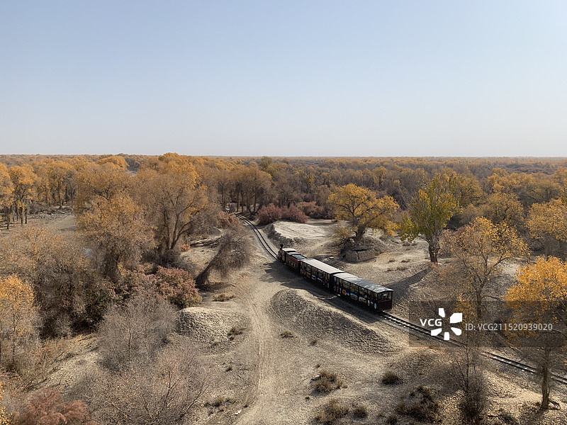 水边胡杨图片素材