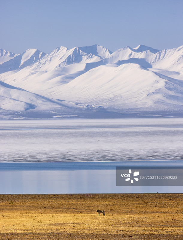 高原孤狼图片素材