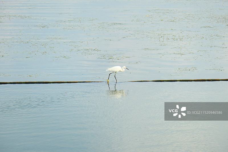 上海世博文化公园中心湖夏天秋天过渡时节景色图片素材