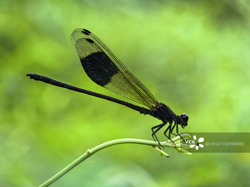 落在植物上的豆娘特写图片素材