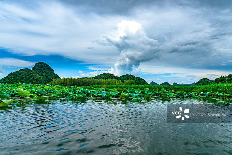 蓝天白云下的荷塘-文山普者黑景区图片素材