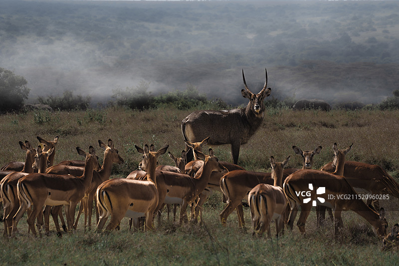 葛氏瞪羚群图片素材