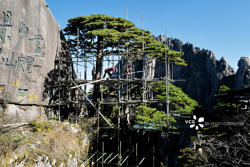 黄山玉屏峰为千年黄山迎客松做全面体检及综合保护工作图片素材