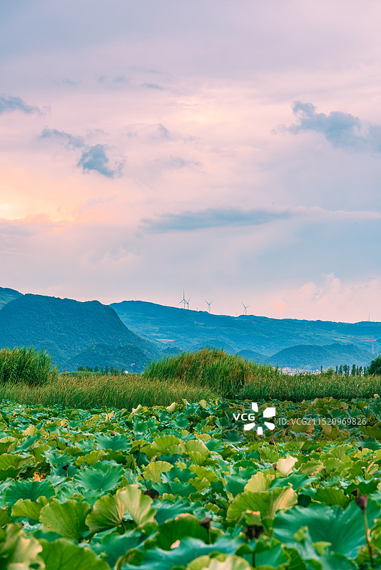 普者黑天鹅湖荷塘与晚霞图片素材