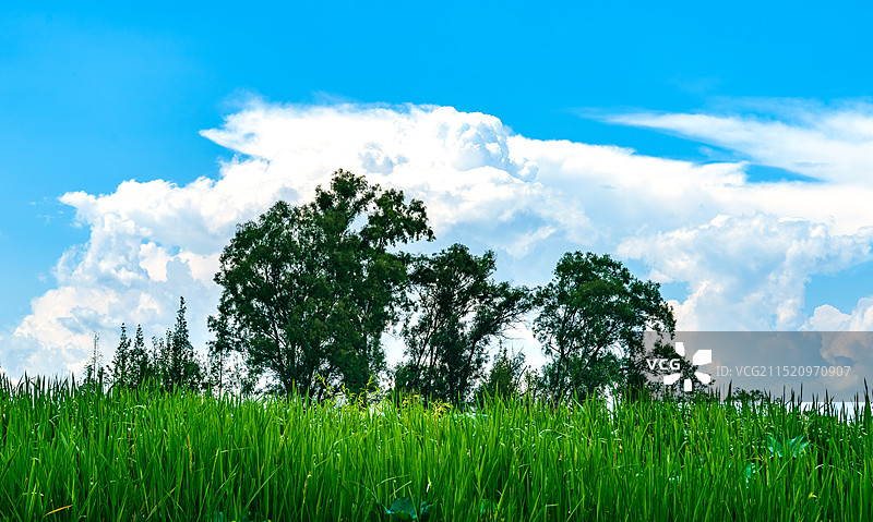 云南省文山州丘北县普者黑景区-蓝天白云下树与草丛图片素材