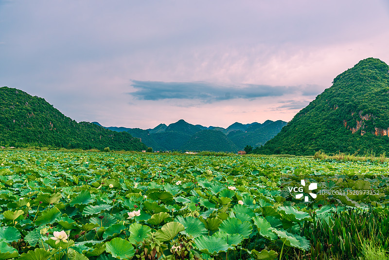 云南省文山州丘北县普者黑天鹅湖景区荷塘与晚霞图片素材